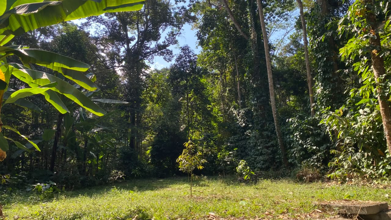 Durian orchard